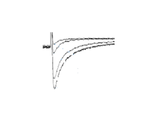 原代心肌細(xì)胞-鈣通道