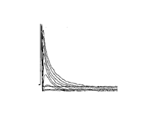 原代心肌細(xì)胞-鉀通道