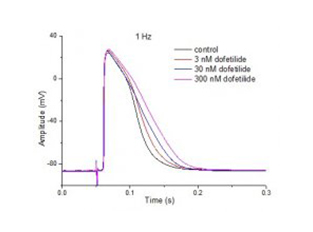 豚鼠心室乳頭肌、心房...