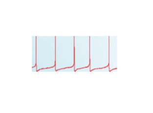 急性分離或培養(yǎng)的大腦...