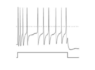 急性分離的背根神經(jīng)節(jié)...